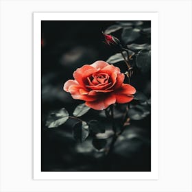 Dark Rose 30 Art Print