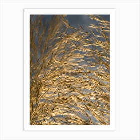 Golden pampas grass, close-up Art Print