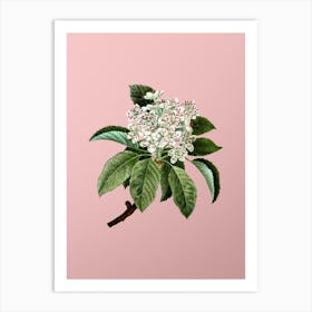 Vintage Shipova Botanical on Soft Pink n.0685 Art Print