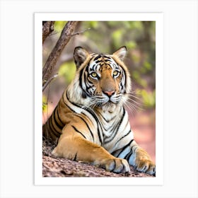 A majestic tiger rests on the ground Art Print