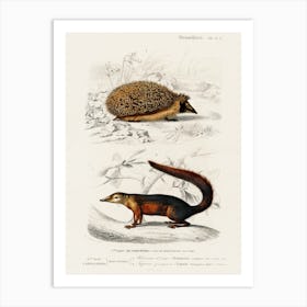 European Hedgehog (Erinaceus Europaeus) And Common Treeshrew (Tupaia Glis), Charles Dessalines D' Orbigny Art Print