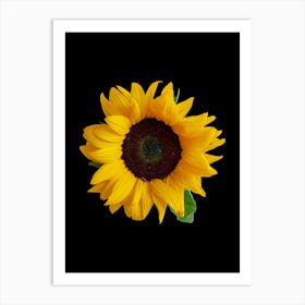 Sunflower On Black Background Art Print