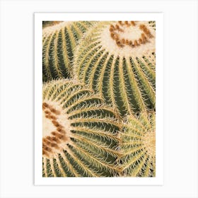 Barrel Cactus Art Print