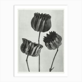 Abutilon (Lime Mallow) (1928), Karl Blossfeldt Art Print