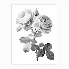 Roses Sketch 8 Art Print