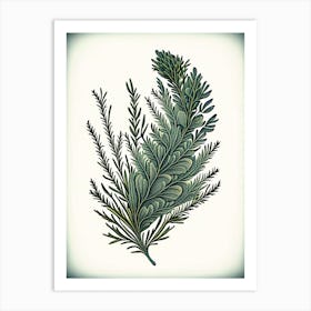 Rosemary Leaf Vintage Botanical 3 Art Print