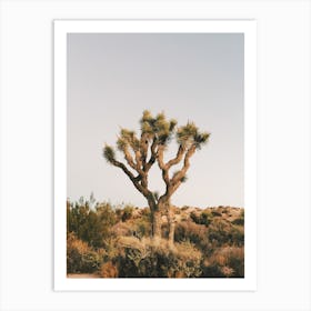 Native Desert Plant Art Print