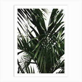 Palm Tree 6 Art Print