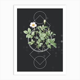 Vintage Rosebush Botanical with Geometric Line Motif and Dot Pattern n.0140 Art Print