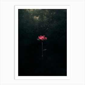 Rose In The Water Art Print