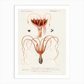 Squid(Histioteuthis Bonnellii), Charles Dessalines D' Orbigny Art Print