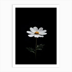 Single White Daisy On Black Background Art Print