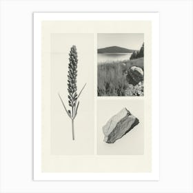 Lavender Flower Photo Collage 4 Art Print