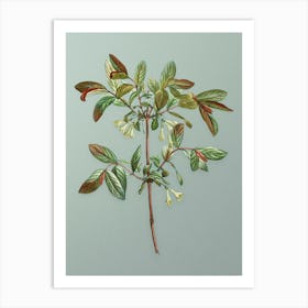 Vintage Honeyberry Flower Botanical Art on Mint Green n.0049 Art Print