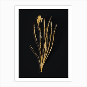 Vintage Siberian Iris Botanical in Gold on Black n.0516 Art Print