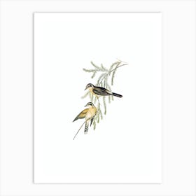 Vintage Black Eared Cuckoo Bird Illustration on Pure White n.0073 Art Print