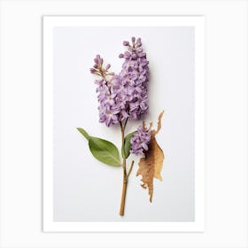 Pressed Wildflower Botanical Art Lilac 1 Art Print