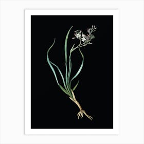 Vintage Phalangium Bicolor Botanical Illustration on Solid Black n.0555 Art Print