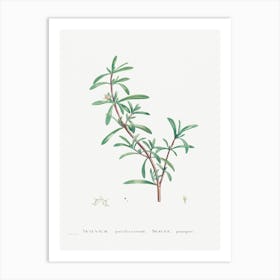 Sesuvium Portulacastrum, Pierre Joseph Redoute Art Print