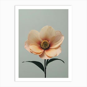 Peony Art Print