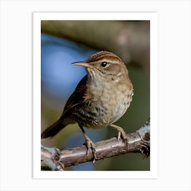 House Wren -Reimagined 8 Art Print