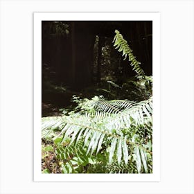 Ferns In The Forest Art Print