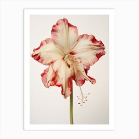 Pressed Flower Botanical Art Amaryllis 3 Art Print