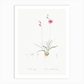 Ixia Crispa, Pierre Joseph Redoute Art Print