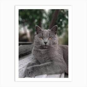 British Shorthair Cat Art Print