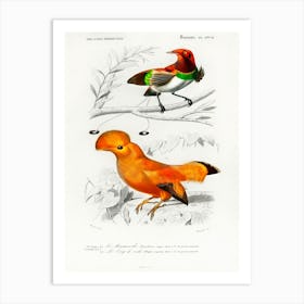 Different Types Of Birds, Charles Dessalines D'Orbigny 12 Art Print