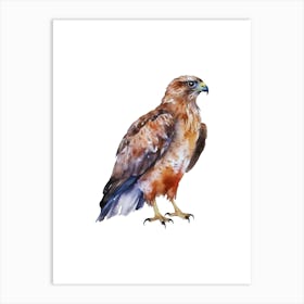 Red Tailed Hawk.2 Art Print