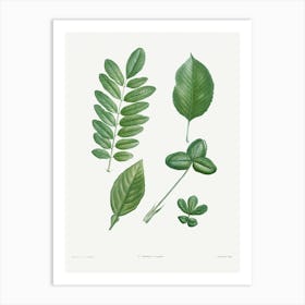 Tree Leaf Set, Pierre Joseph Redoute Art Print