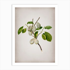 Vintage Plum Botanical on Parchment n.0300 Art Print