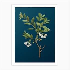 Vintage White Honeysuckle Plant Botanical Art on Teal Blue n.0651 Art Print