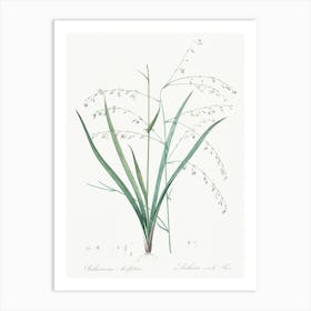 Pale Vanilla Lily Illustration From Les Liliacées (1805), Pierre Joseph Redoute 1 Art Print