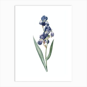 Vintage Dalmatian Iris Botanical Illustration on Pure White n.0549 Art Print