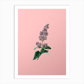 Vintage Lady Josika's Lilac Flower Botanical on Soft Pink n.0407 Art Print