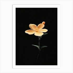 Single Yellow Flower On Black Background Art Print