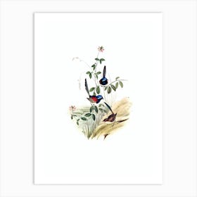 Vintage Beautiful Wren Bird Illustration on Pure White n.0176 Art Print