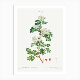 Midland Hawthorn, Pierre Joseph Redoute Art Print