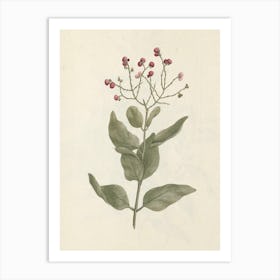 Ehretia Cymosa Thonning, Luigi Balugani Art Print