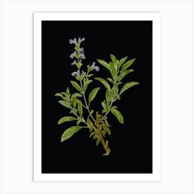 Vintage Garden Sage Botanical Illustration on Solid Black n.0398 Art Print