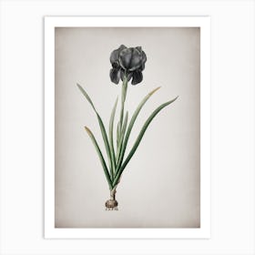 Vintage Mourning Iris Botanical on Parchment n.0962 Art Print