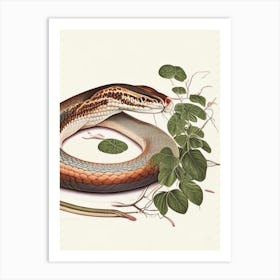 Cuban Boa Vintage Art Print