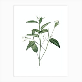 Vintage Maranta Arundinacea Botanical Illustration on Pure White n.0588 Art Print