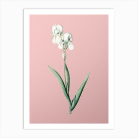 Vintage Tall Bearded Iris Botanical on Soft Pink n.0848 Art Print