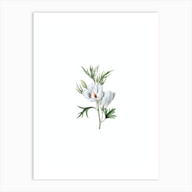 Vintage Lilac Hibiscus Flower Botanical Illustration on Pure White n.0650 Art Print