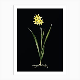 Vintage Ixia Fusco Citrina Botanical Illustration on Solid Black n.0802 Art Print