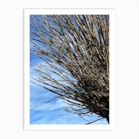 Tree With No Leaves Art Print