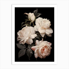 White Roses 3 Art Print